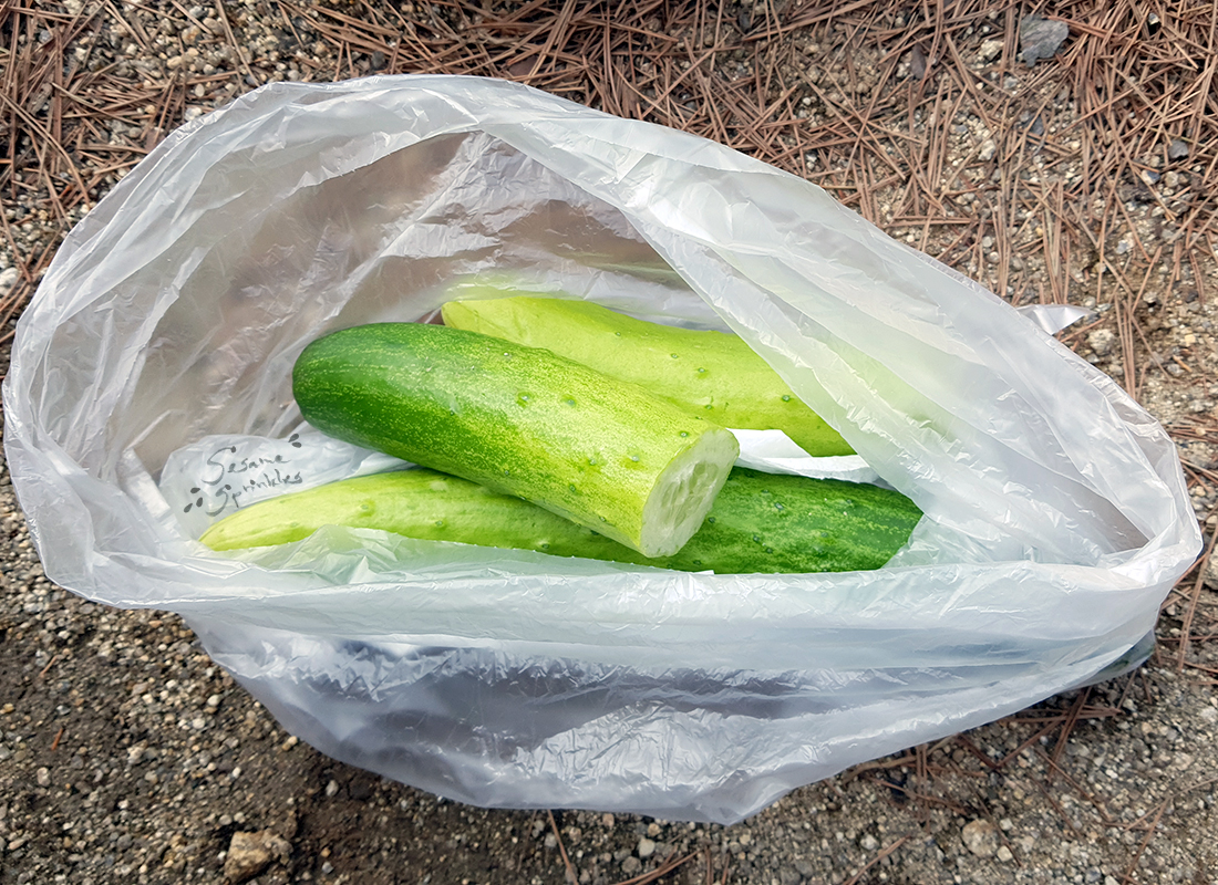 Washed cucumbers enjoyed during a hike.